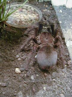 Tarantula<br>Location: <a href="https://www.google.com/maps/search/?api=1&query=38.89096,-77.02601" target="_new">Smithsonian National Museum of Natural History</a>